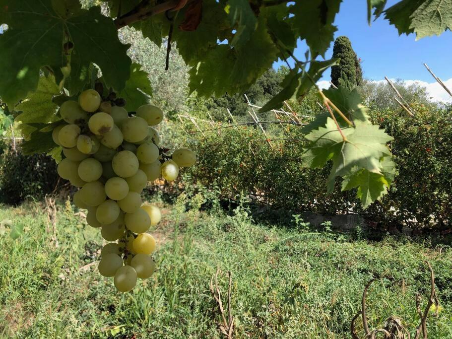 La Vigna Agriturismo Siena