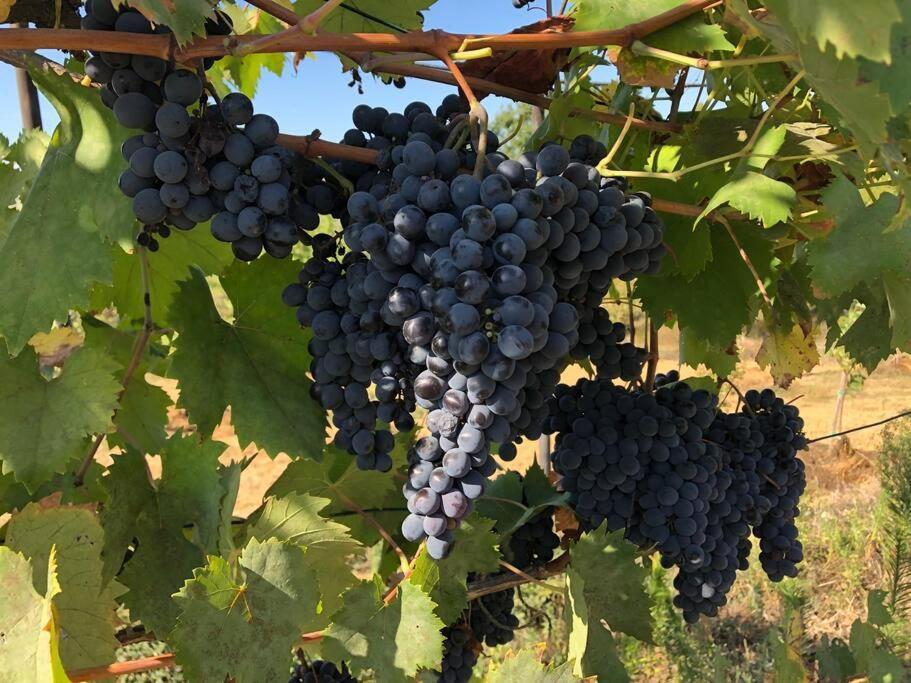 La Vigna Agriturismo Bauernhof Siena