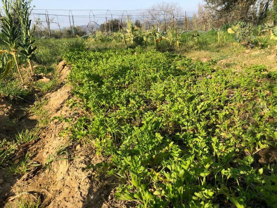 La Vigna Agriturismo Bauernhof