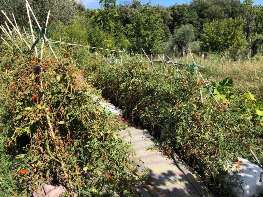 La Vigna Agriturismo Bauernhof Siena
